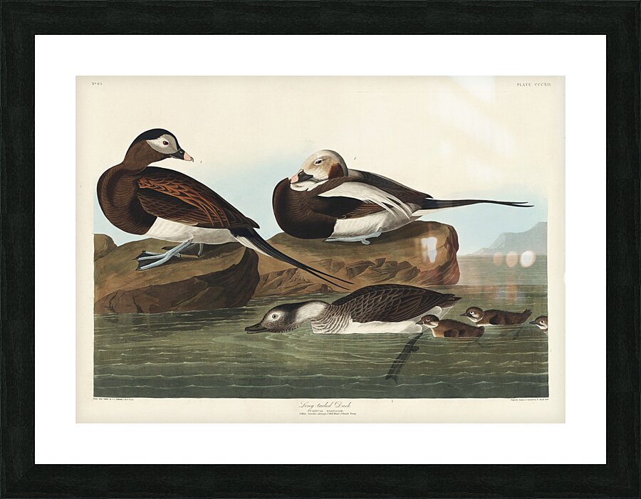 Long-tailed Duck Picture Frame print