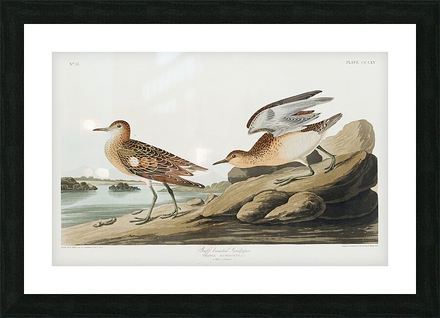 Buff breasted Sandpiper Picture Frame print
