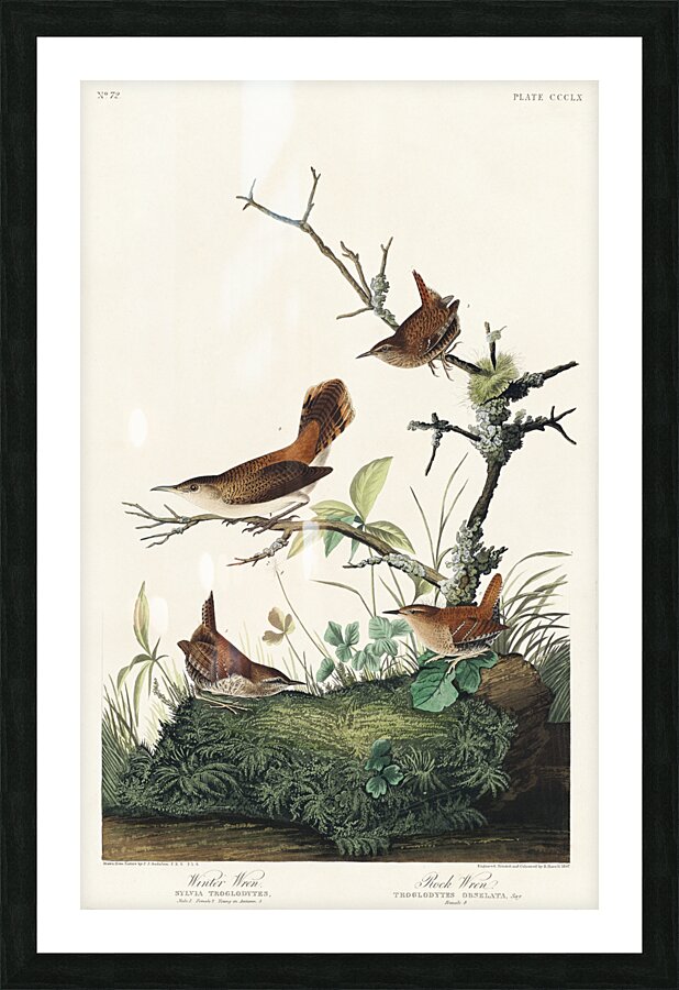 Winter Wren and Rock Wren Picture Frame print