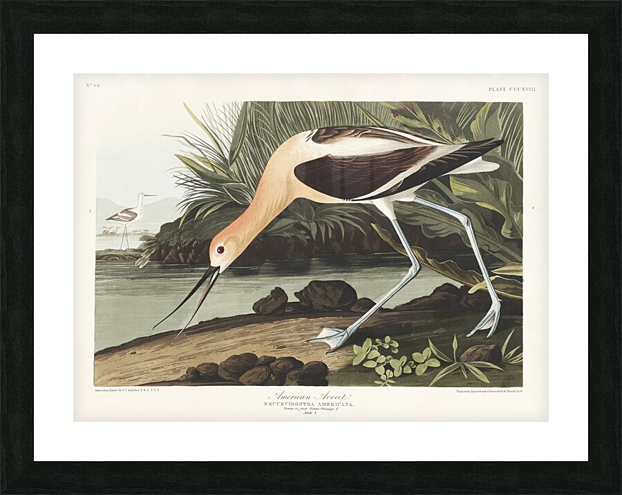 American Avocet Picture Frame print
