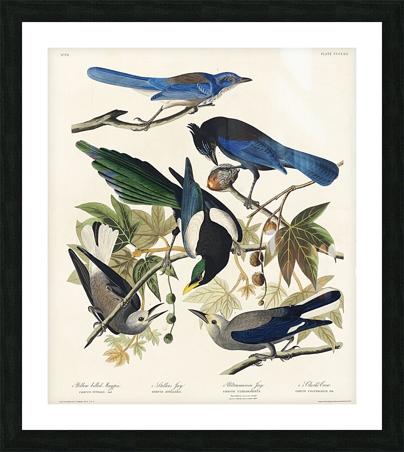 Yellow-Billed Magpie Stellers Jay Ultramarine Jay and Clarks Crow Picture Frame print