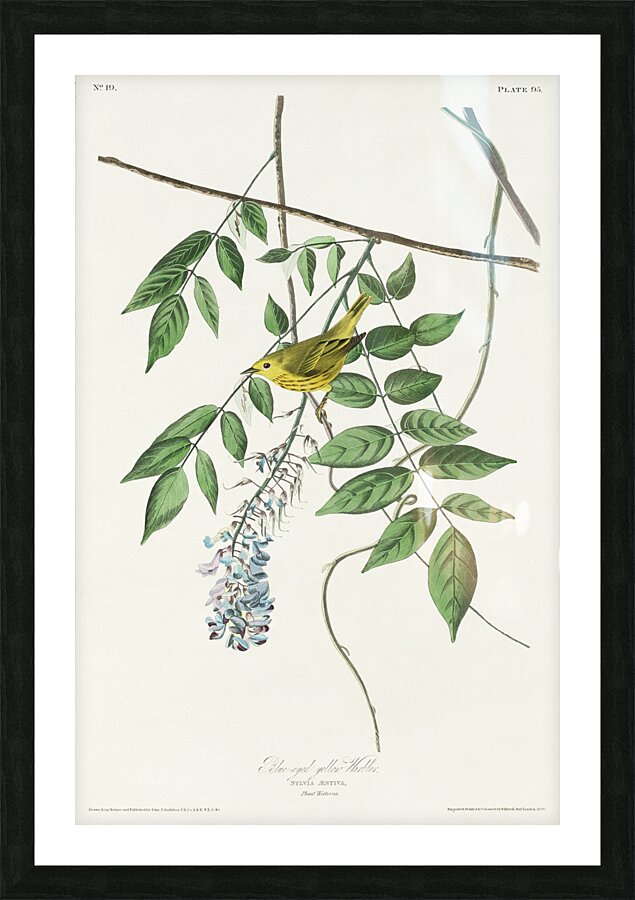 Blue-eyed yellow Warbler Picture Frame print