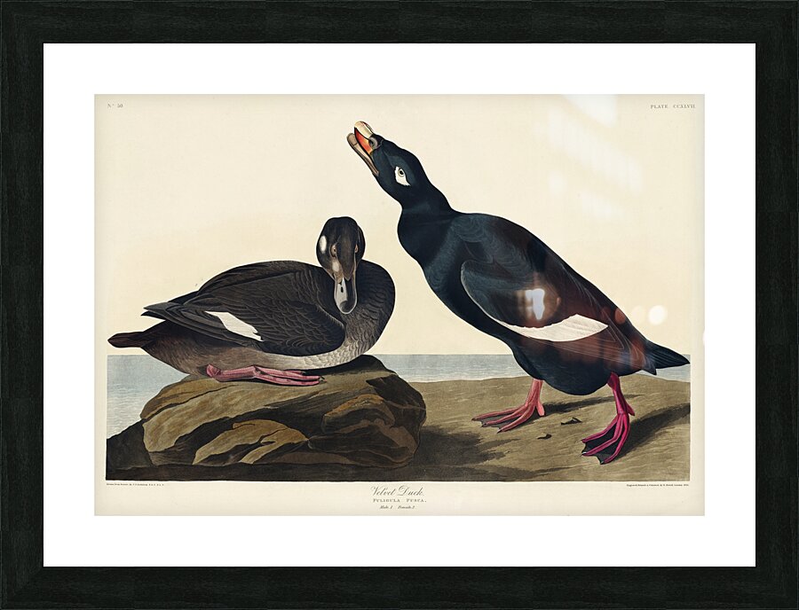 Blue-eyed yellow Warbler Picture Frame print