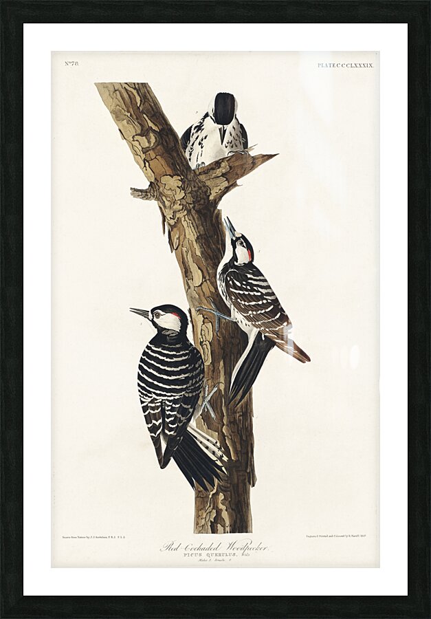 Red-Cockaded Woodpecker Picture Frame print