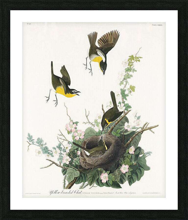 Yellow-breasted Chat Picture Frame print