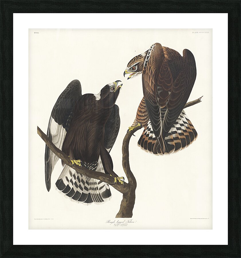 Rough-legged Falcon Picture Frame print