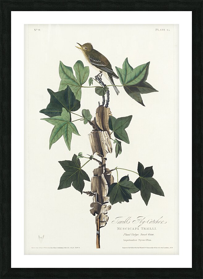 Traills Flycatcher Picture Frame print