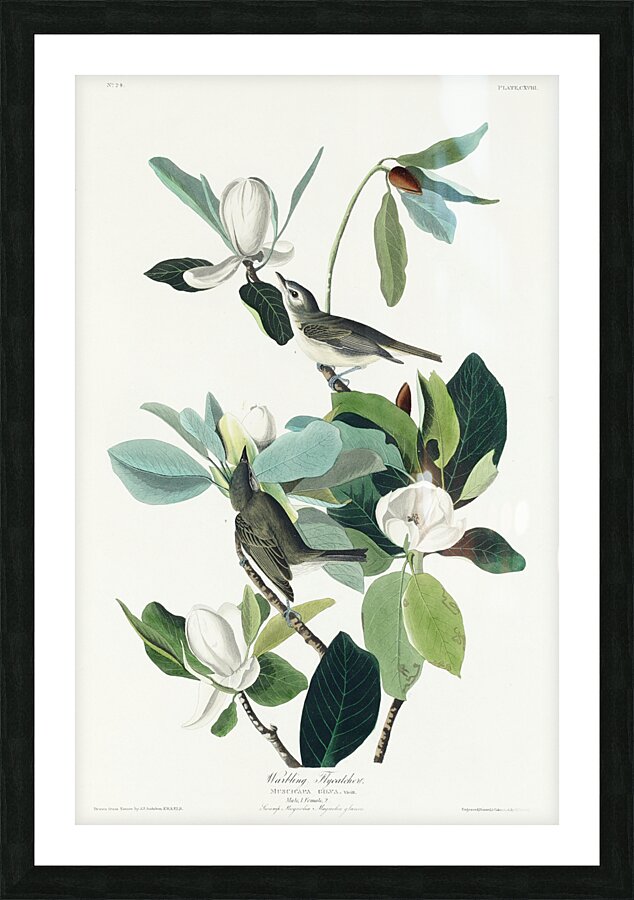 Warbling Flycatcher Picture Frame print