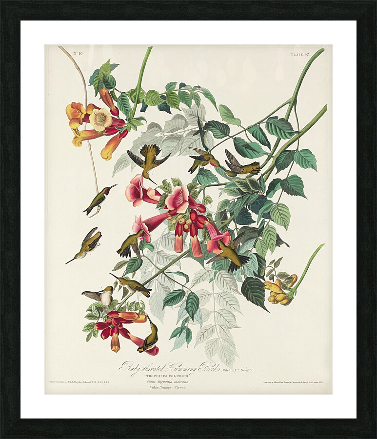 Ruby-throated Humming Bird Picture Frame print