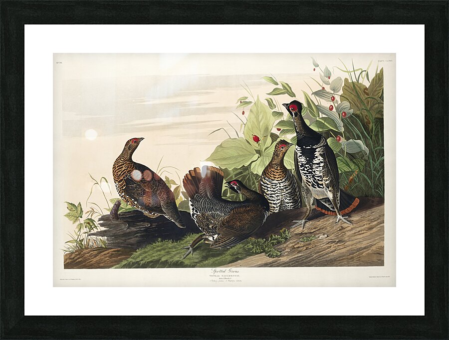 Spotted Grouse Picture Frame print