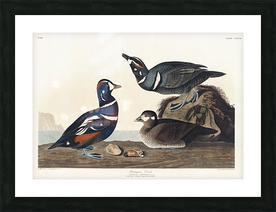 Harlequin Duck Picture Frame print