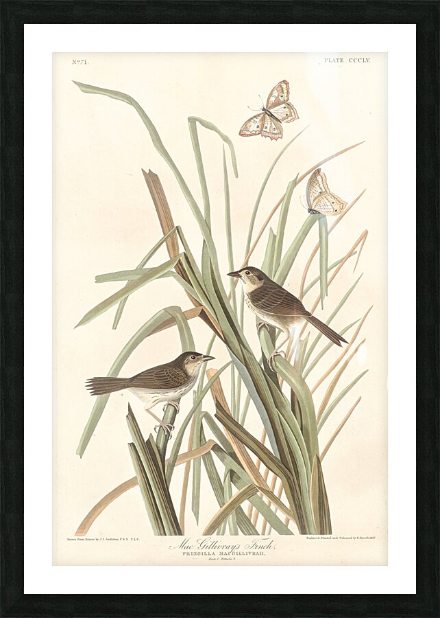 MacGillivrays Finch Picture Frame print