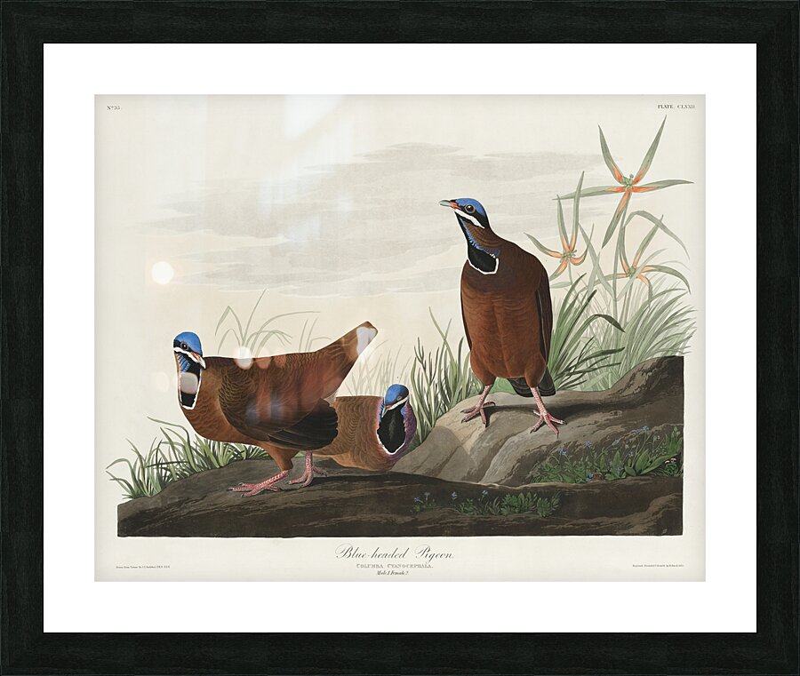 Roseate Spoonbill Picture Frame print