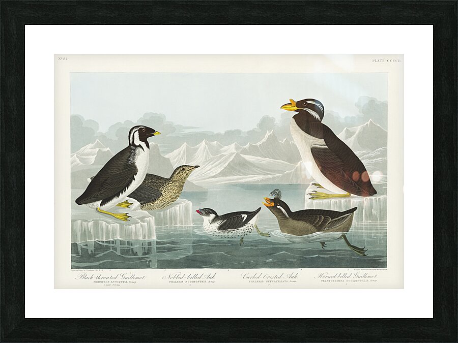 Black-throated Guillemot Nobbed-billed Auk Curled-crested Auk and Horned-billed Guillemot Picture Frame print