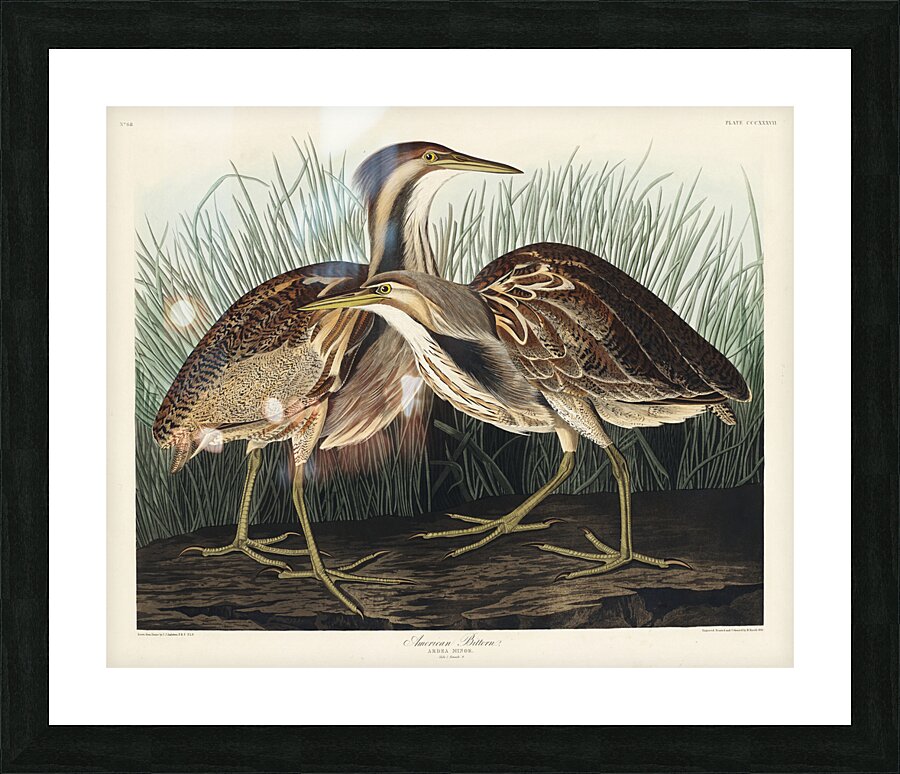 American Bittern Picture Frame print