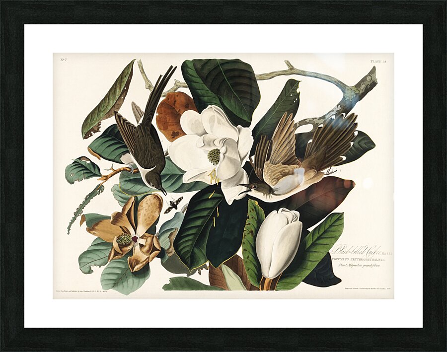 Black-billed Cuckoo Picture Frame print