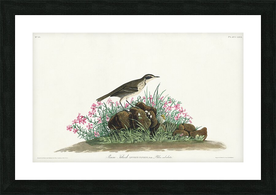 Prairie Titlark Picture Frame print