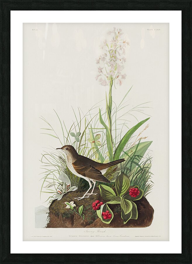 Tawny Thrush Picture Frame print