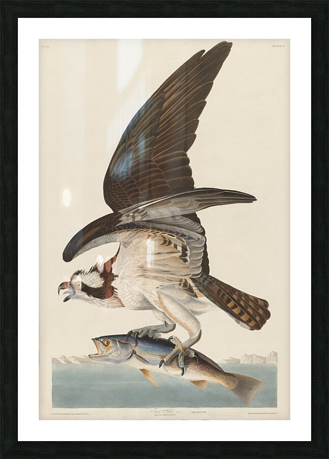 Fish Hawk or Osprey Picture Frame print
