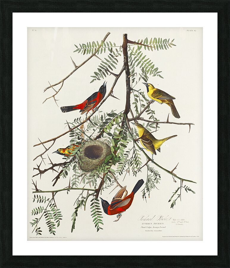 Orchard Oriole Picture Frame print