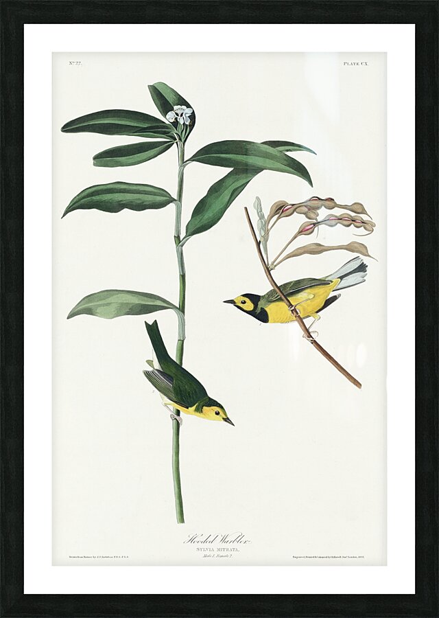 Hooded Warbler Picture Frame print
