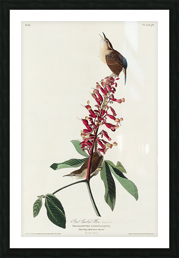 Great Carolina Wren Picture Frame print