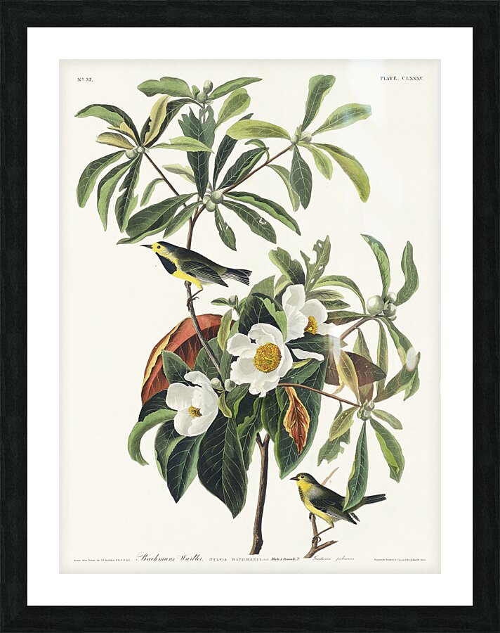 Bachmans Warbler Picture Frame print