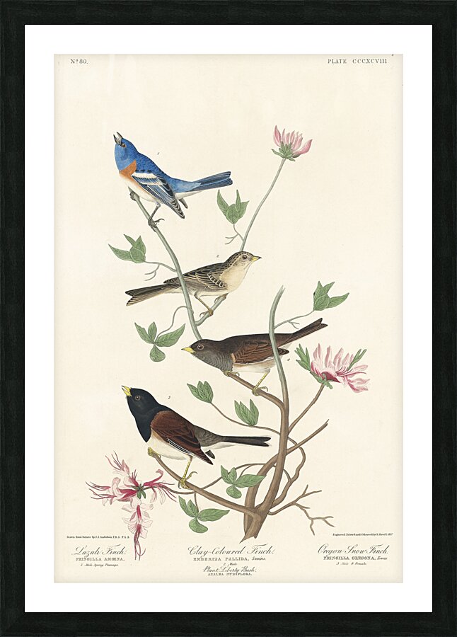 Lazuli Finch Clay-coloured Finch Oregon Snow Finch Picture Frame print
