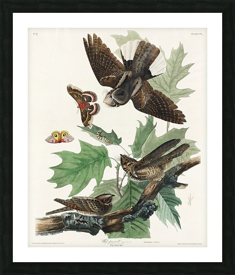 Whip-poor-will Picture Frame print