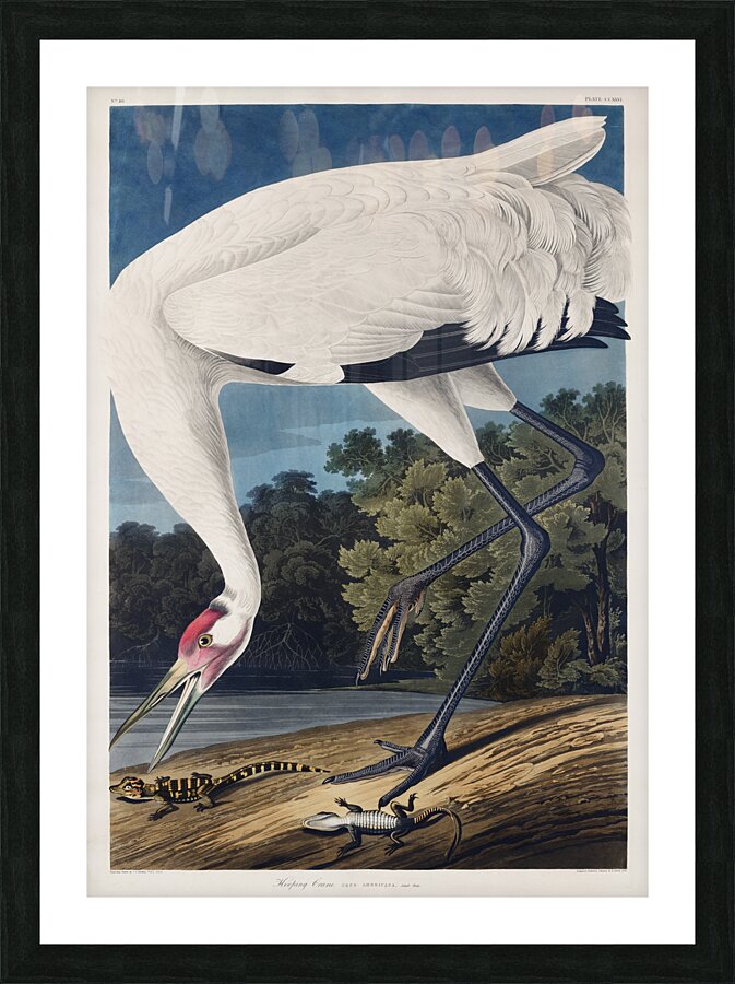 Hooping Crane Picture Frame print