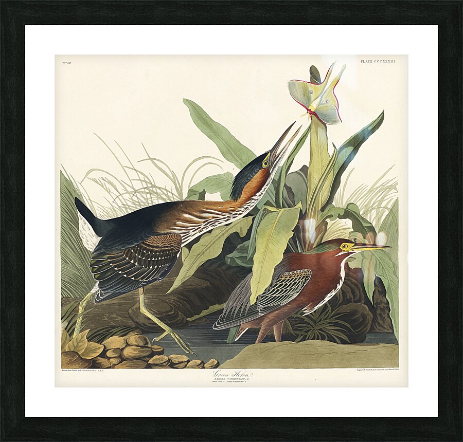 Mango Hummingbird Picture Frame print