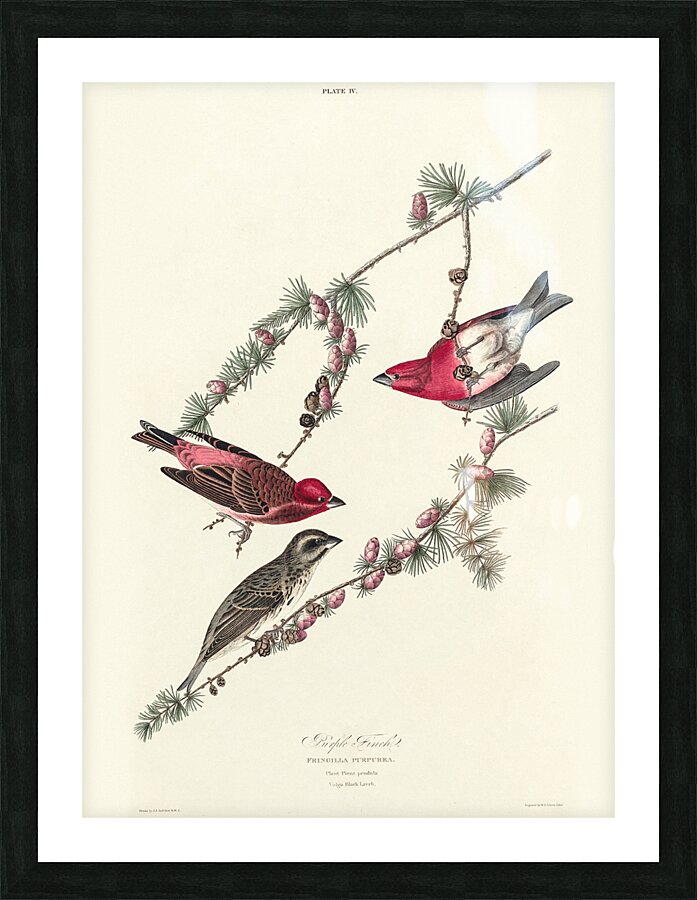 Purple Finch Picture Frame print