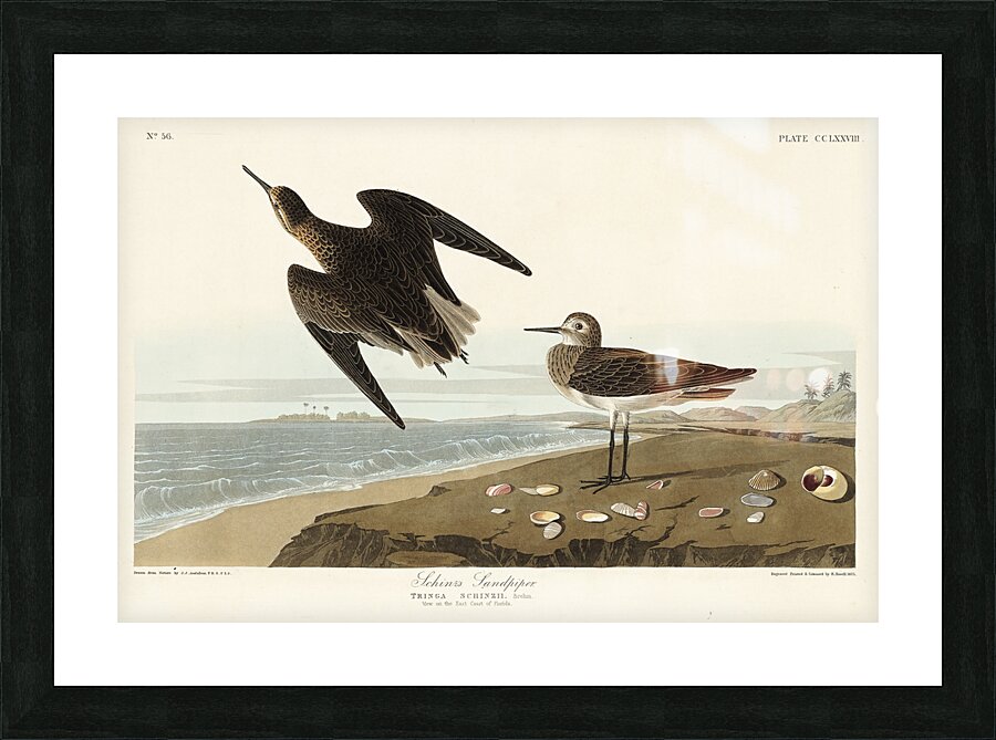 Purple Finch Picture Frame print