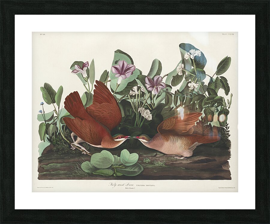 Key-west Dove Picture Frame print