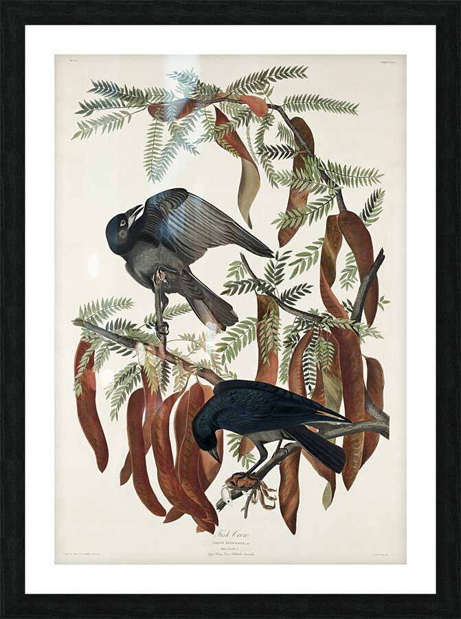 Fish Crow Picture Frame print