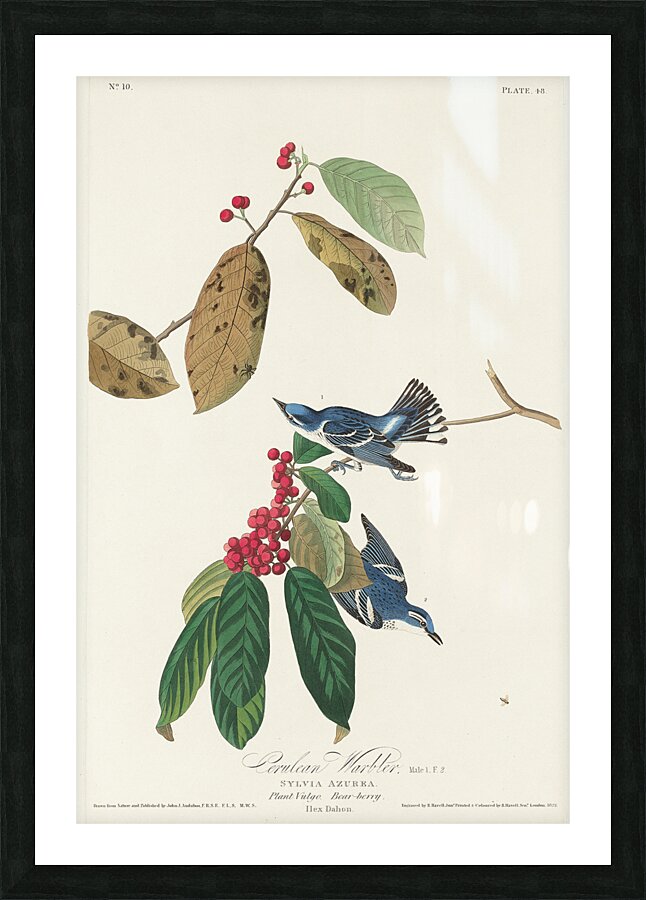 Fish Crow Picture Frame print