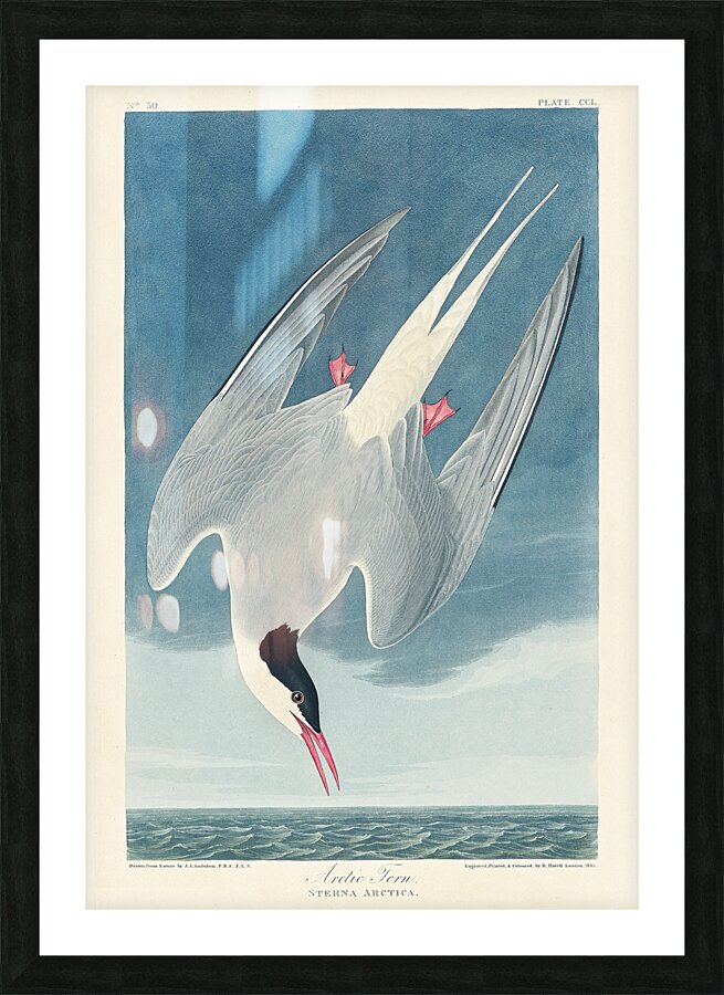 Arctic Tern Picture Frame print