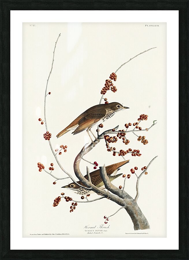 Hermit Thrush Picture Frame print