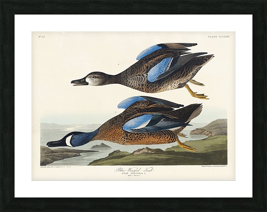 Blue-Winged Teal Picture Frame print