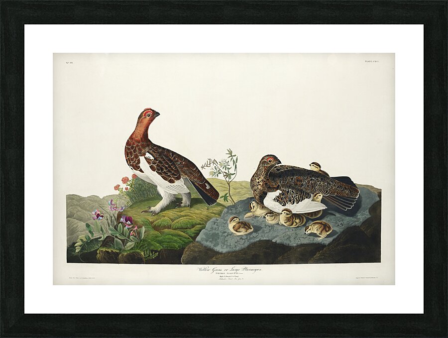 Willow Grouse or Large Ptarmigan Picture Frame print