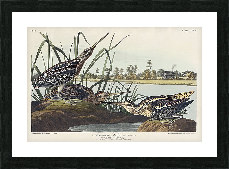 American Snipe Picture Frame print