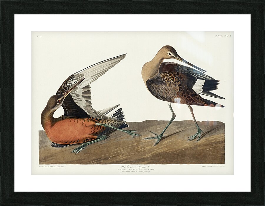 Hudsonian Godwit Picture Frame print