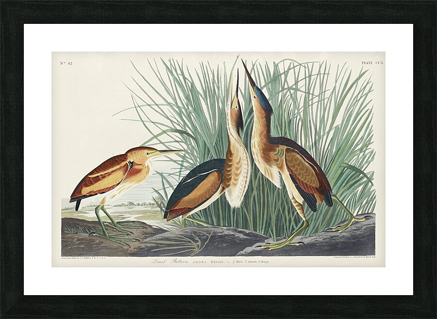 Hudsonian Godwit Picture Frame print