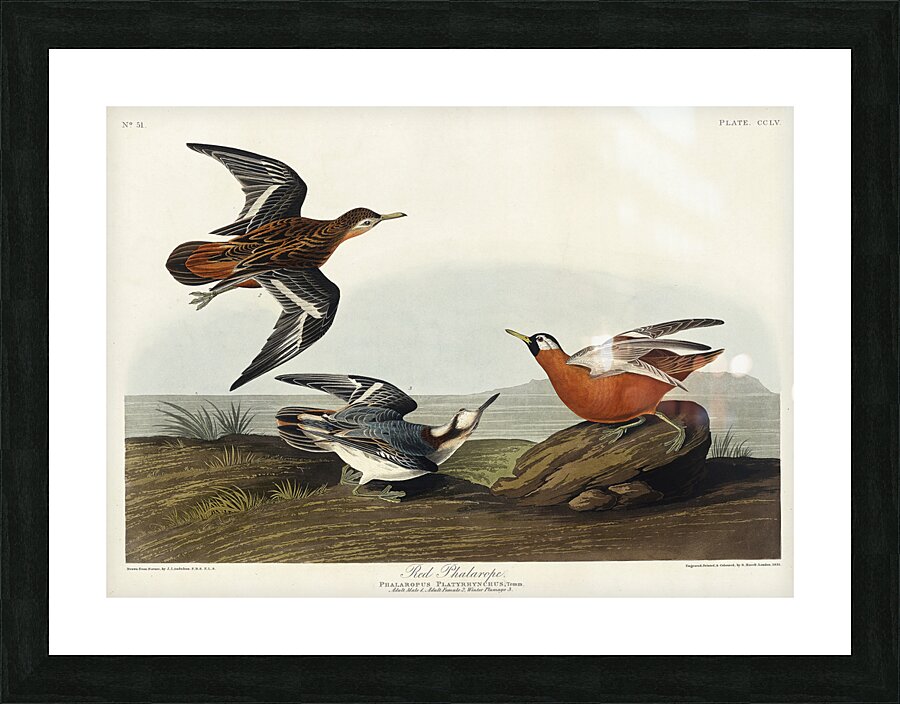 Red Phalarope Picture Frame print