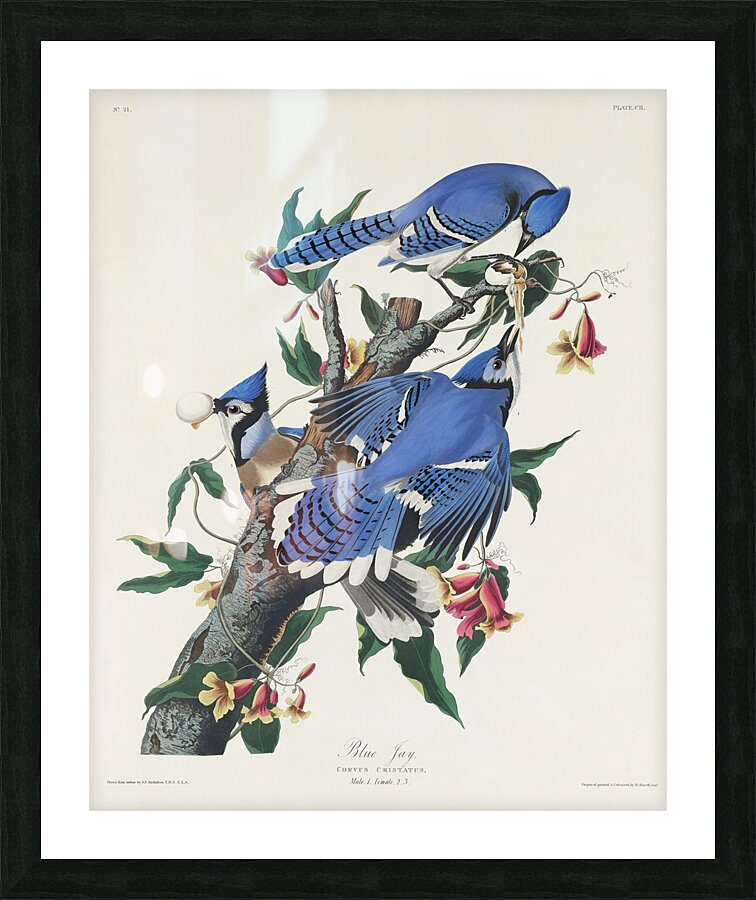 Blue Jay Picture Frame print