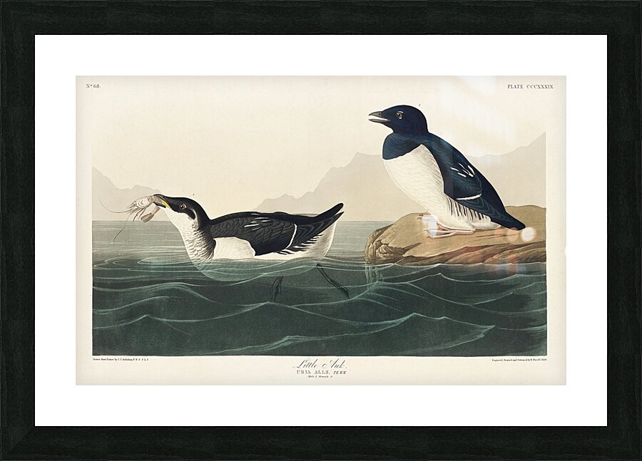 Little Auk Picture Frame print