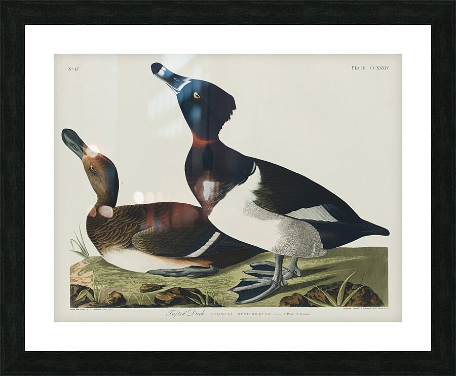 Ring-necked Duck Picture Frame print