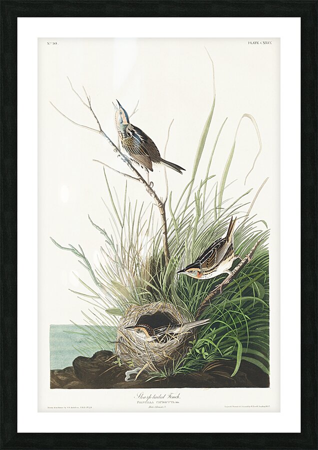 Sharp-tailed Finch Picture Frame print