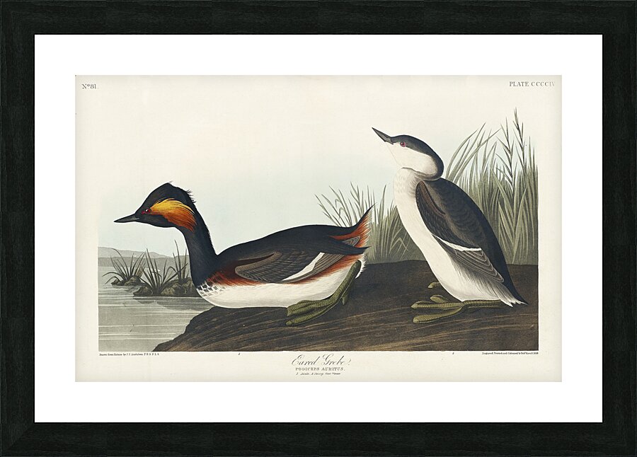 Eared Grebe Picture Frame print