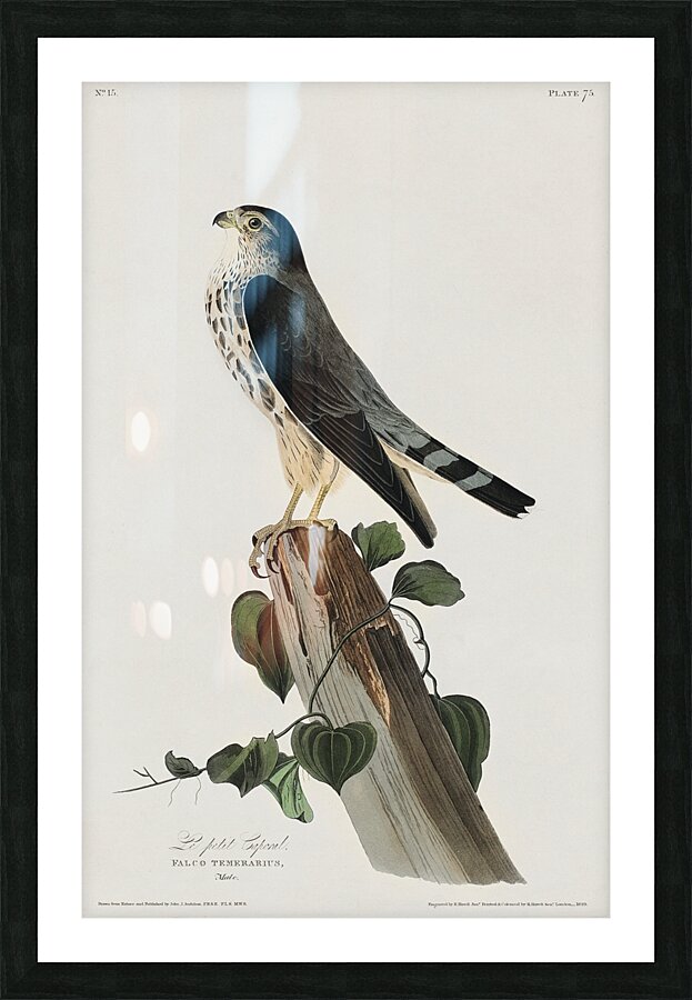 Le Petit Caporal Picture Frame print